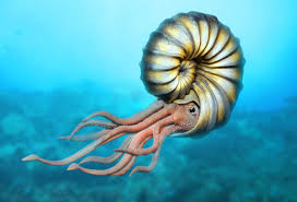 A ammonite