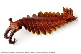 A anomilocarris