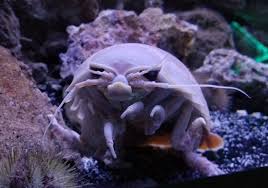 A giant isopod