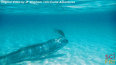 A Oarfish