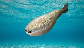 A sacabambaspis