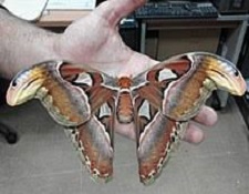 Winged beast