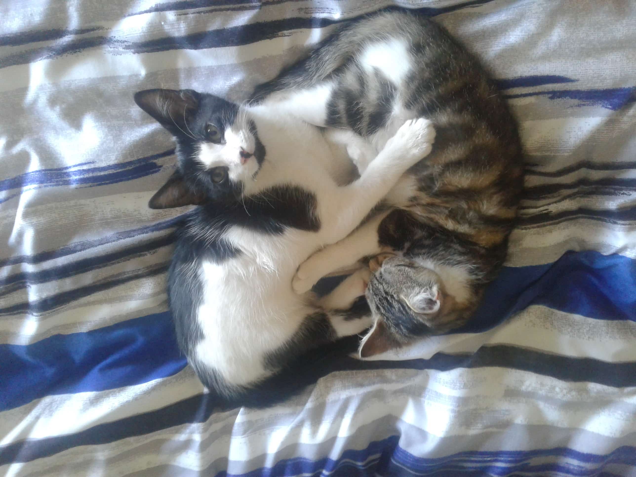 cat