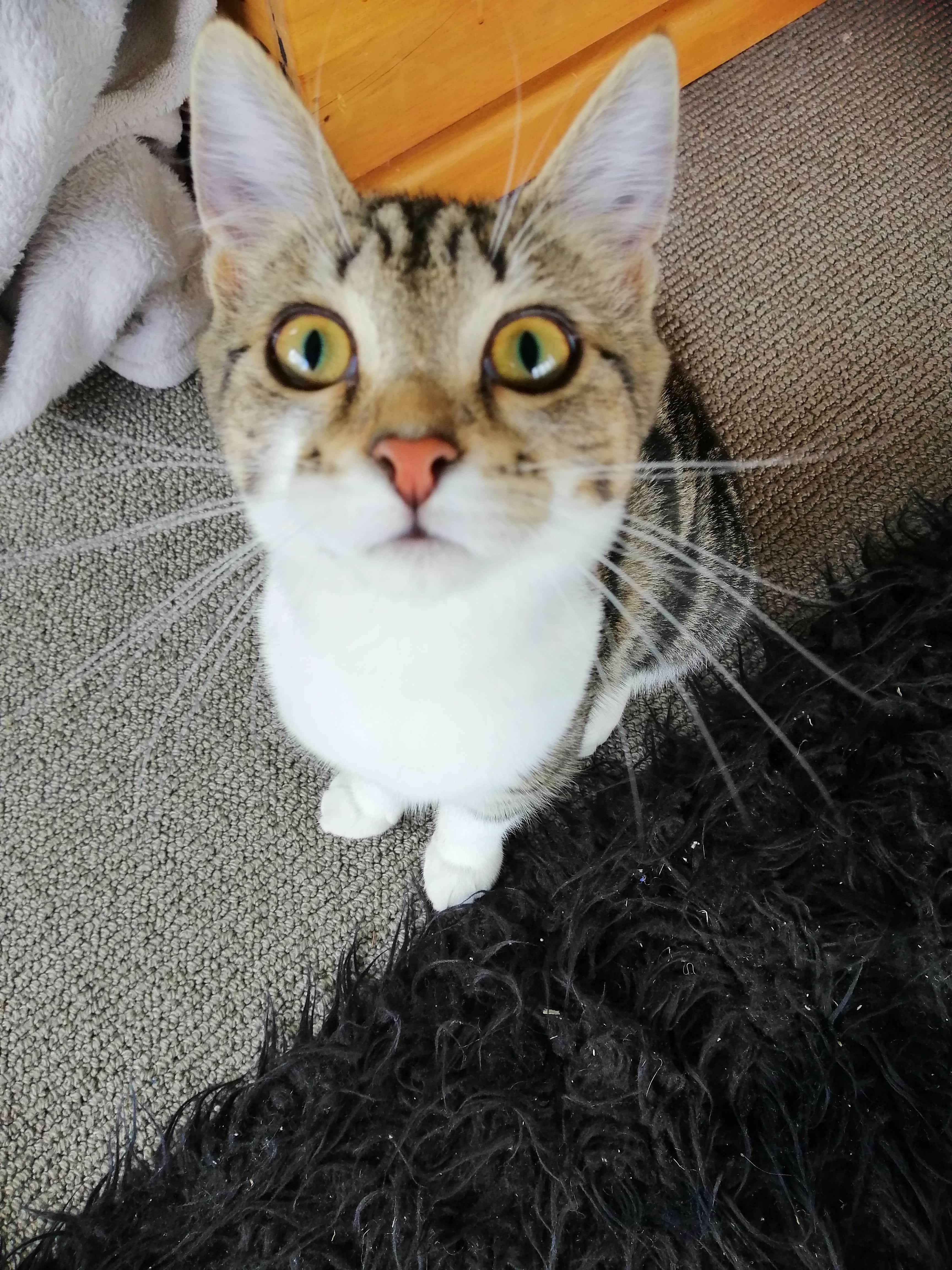 cat