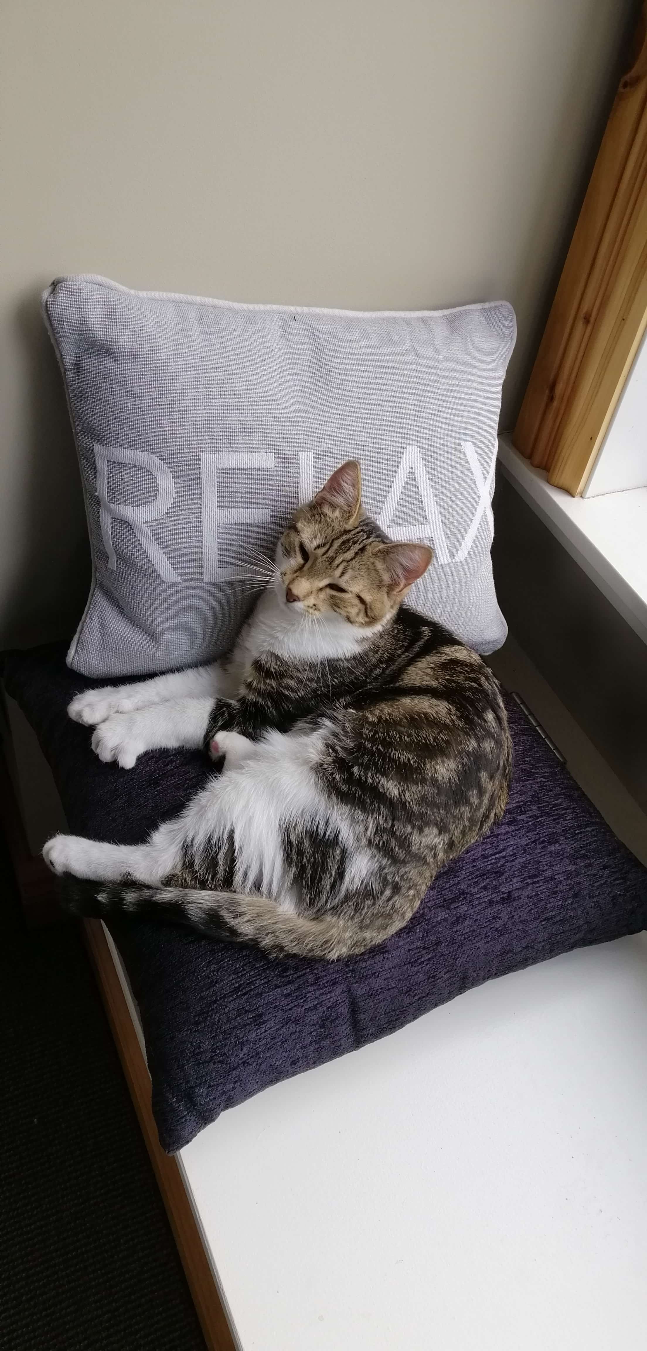 cat