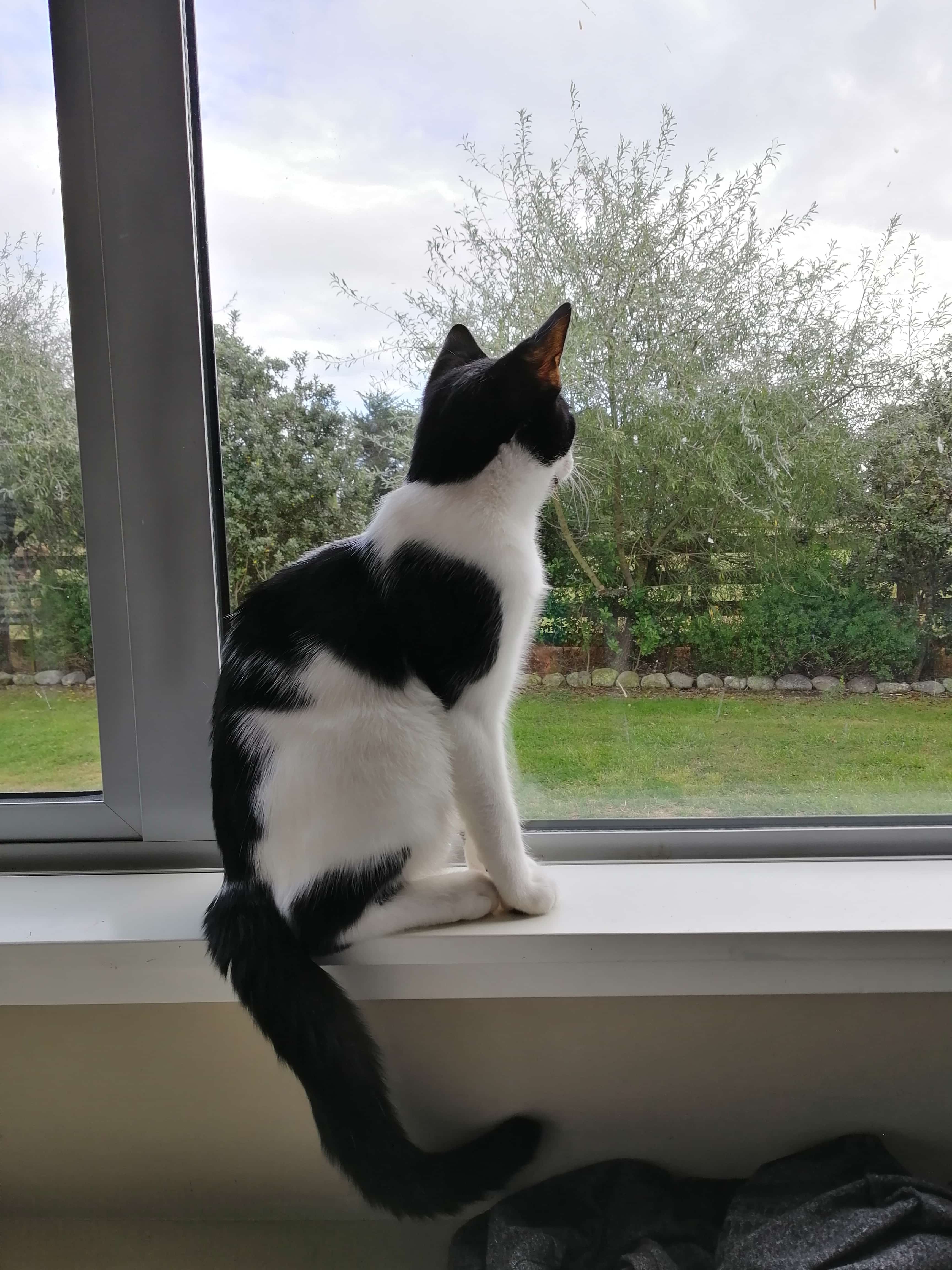 cat