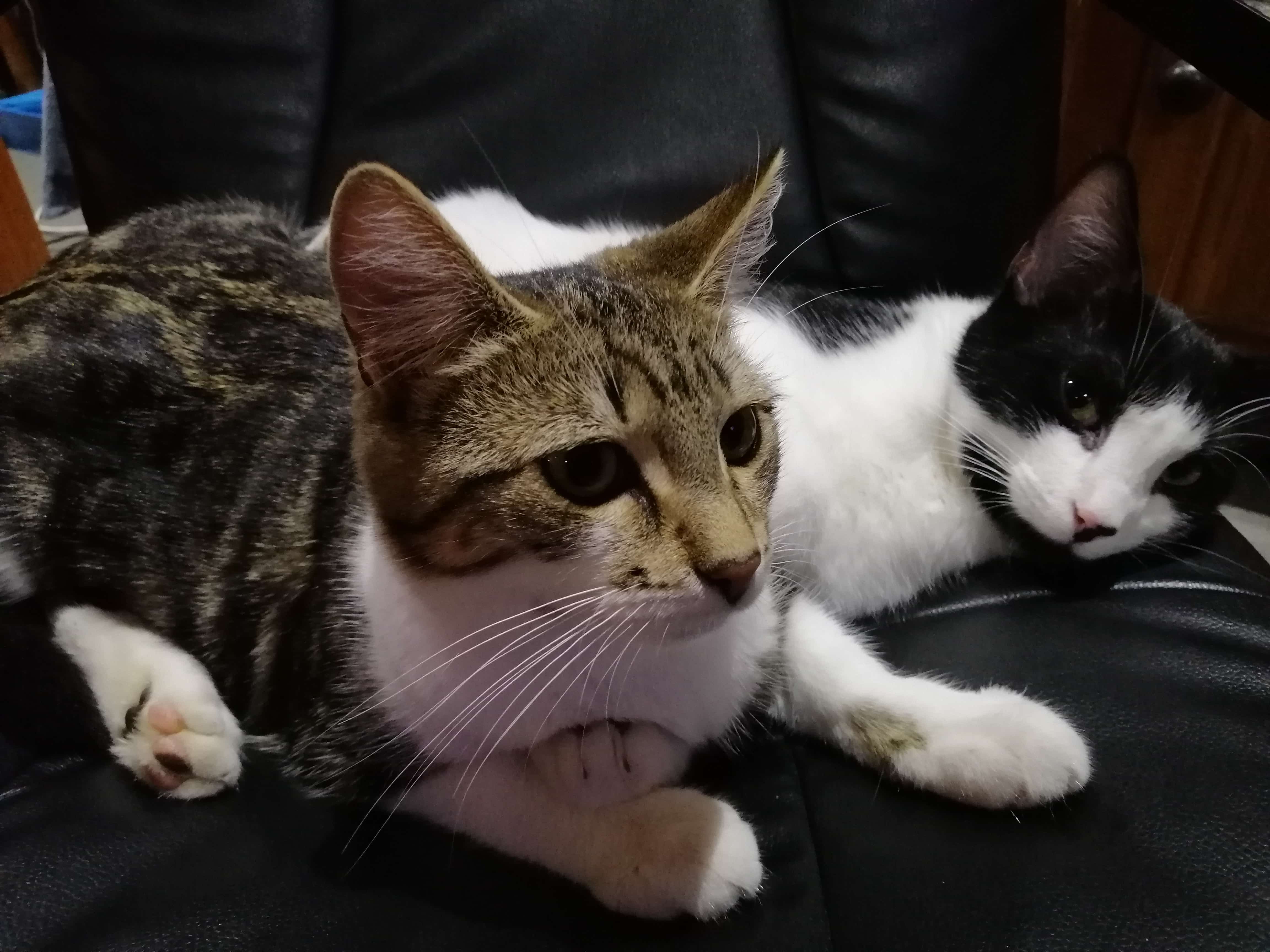 cat
