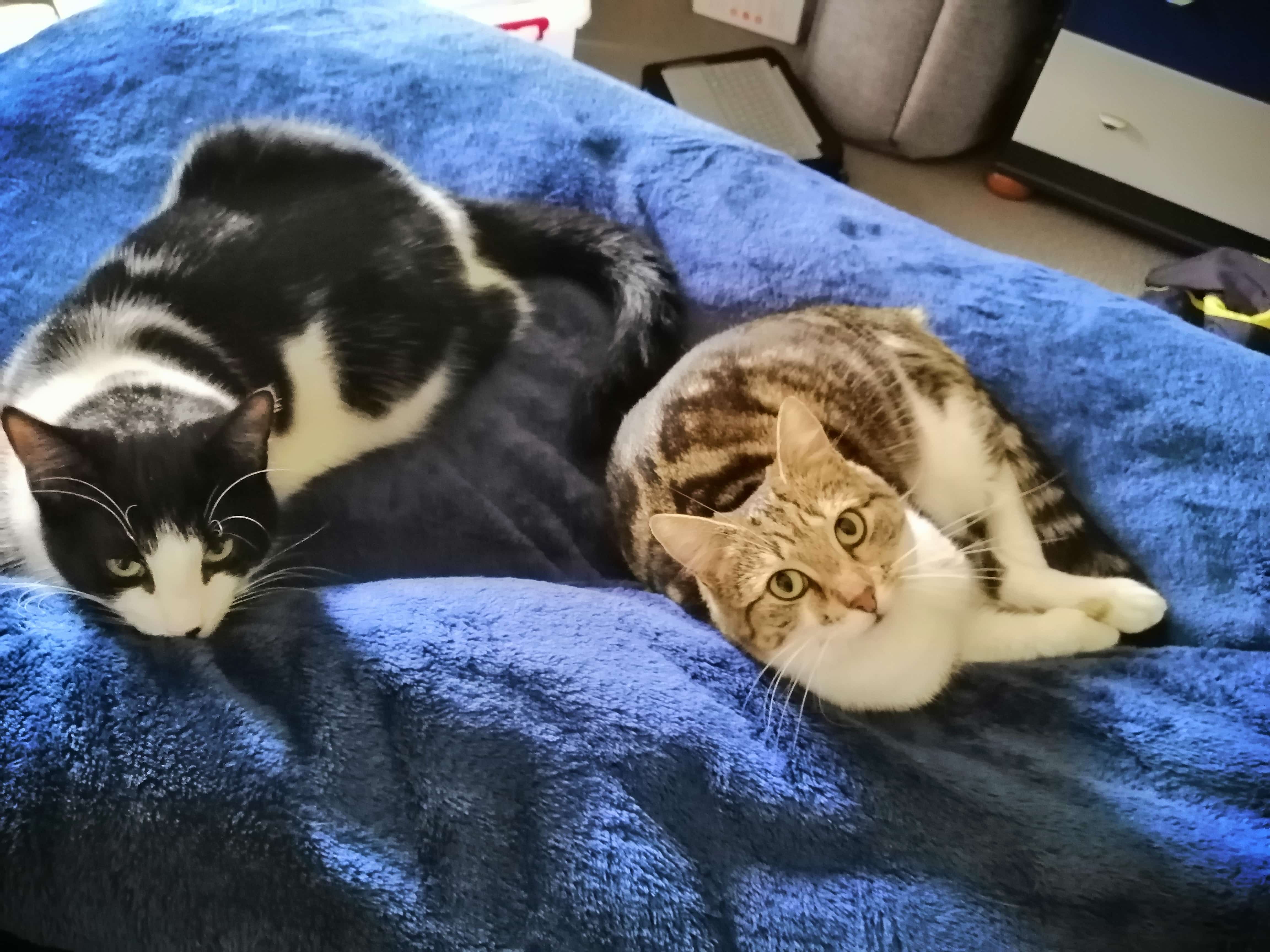 cat