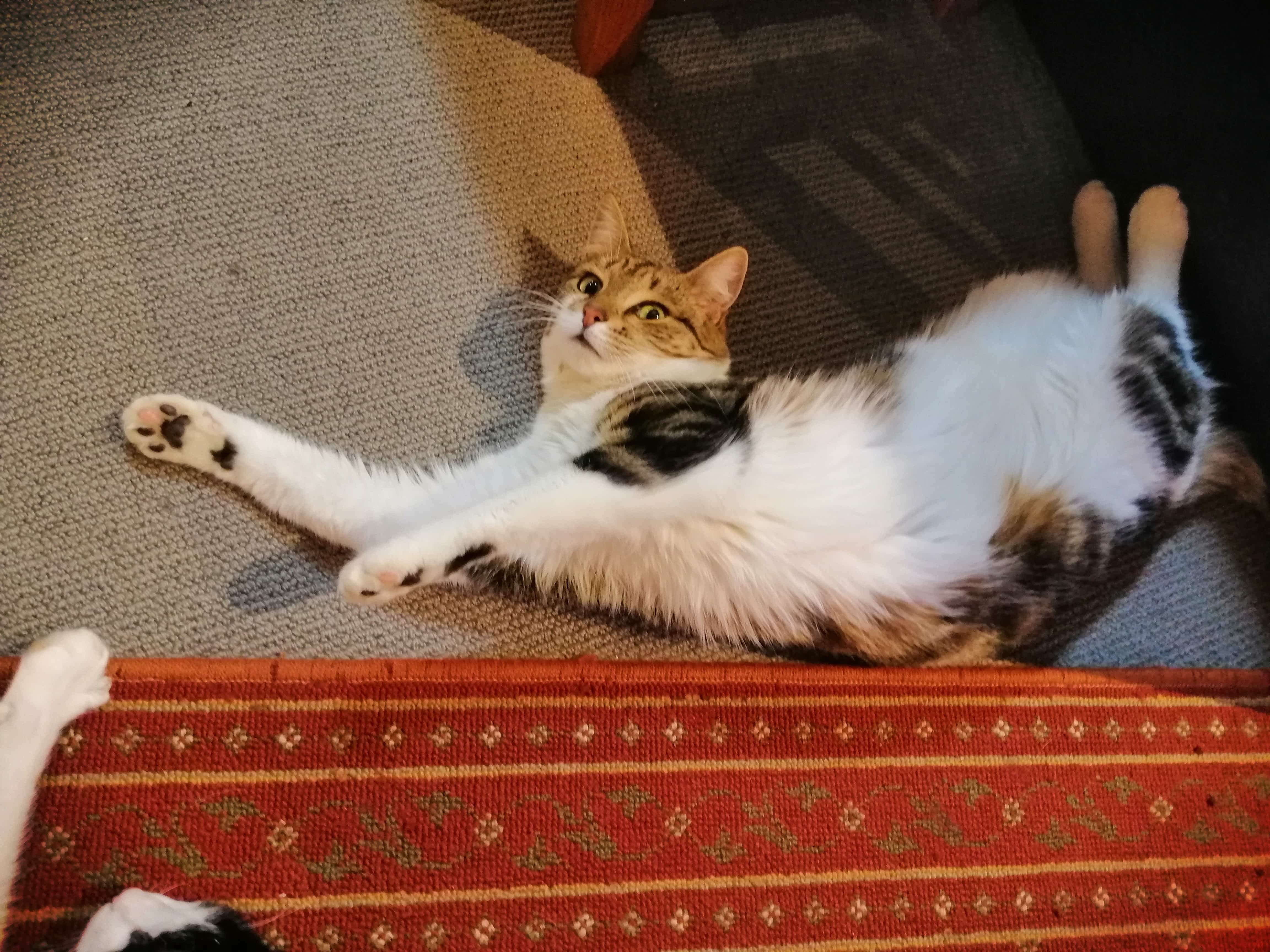 cat