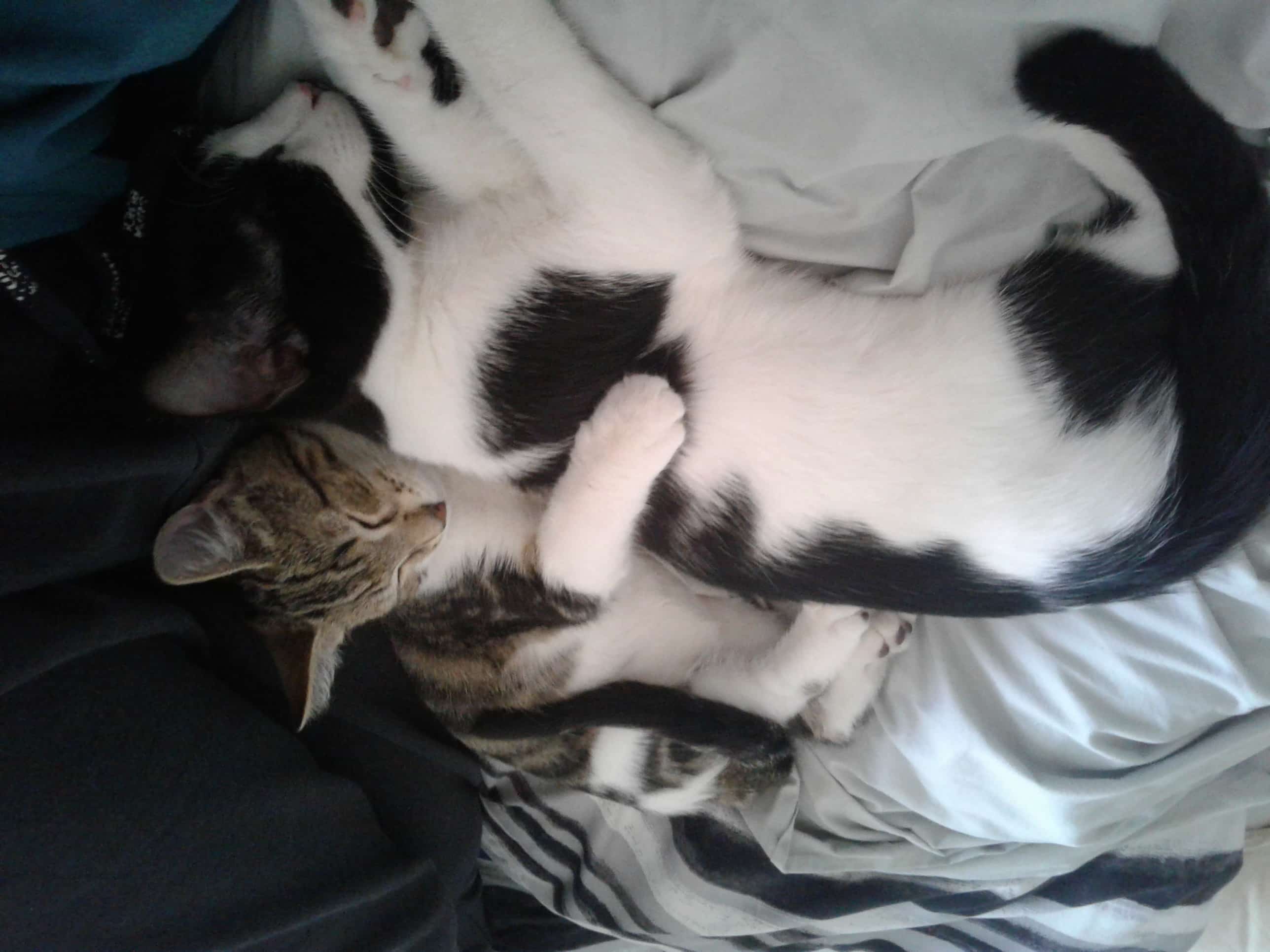 cat