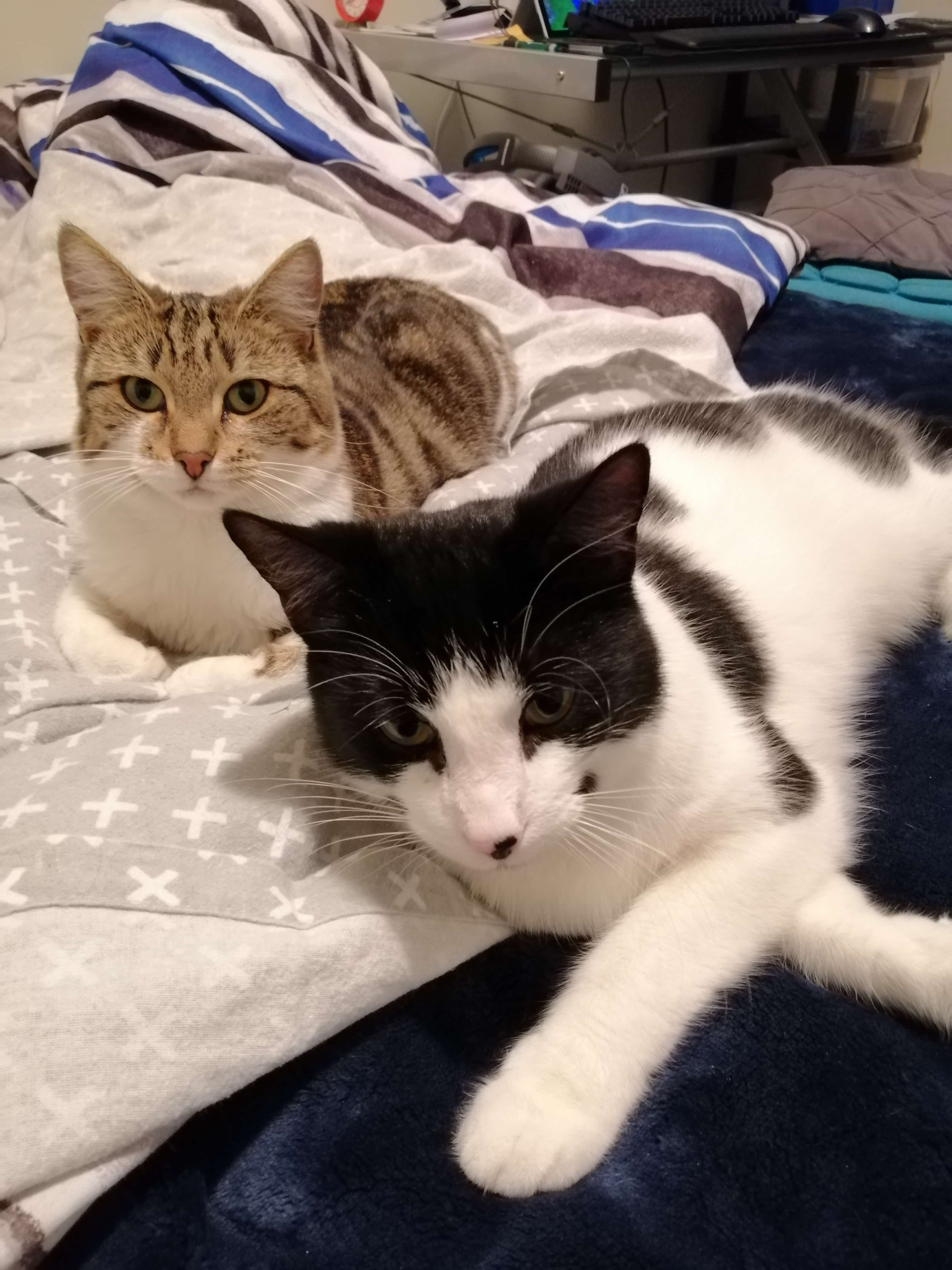 cat