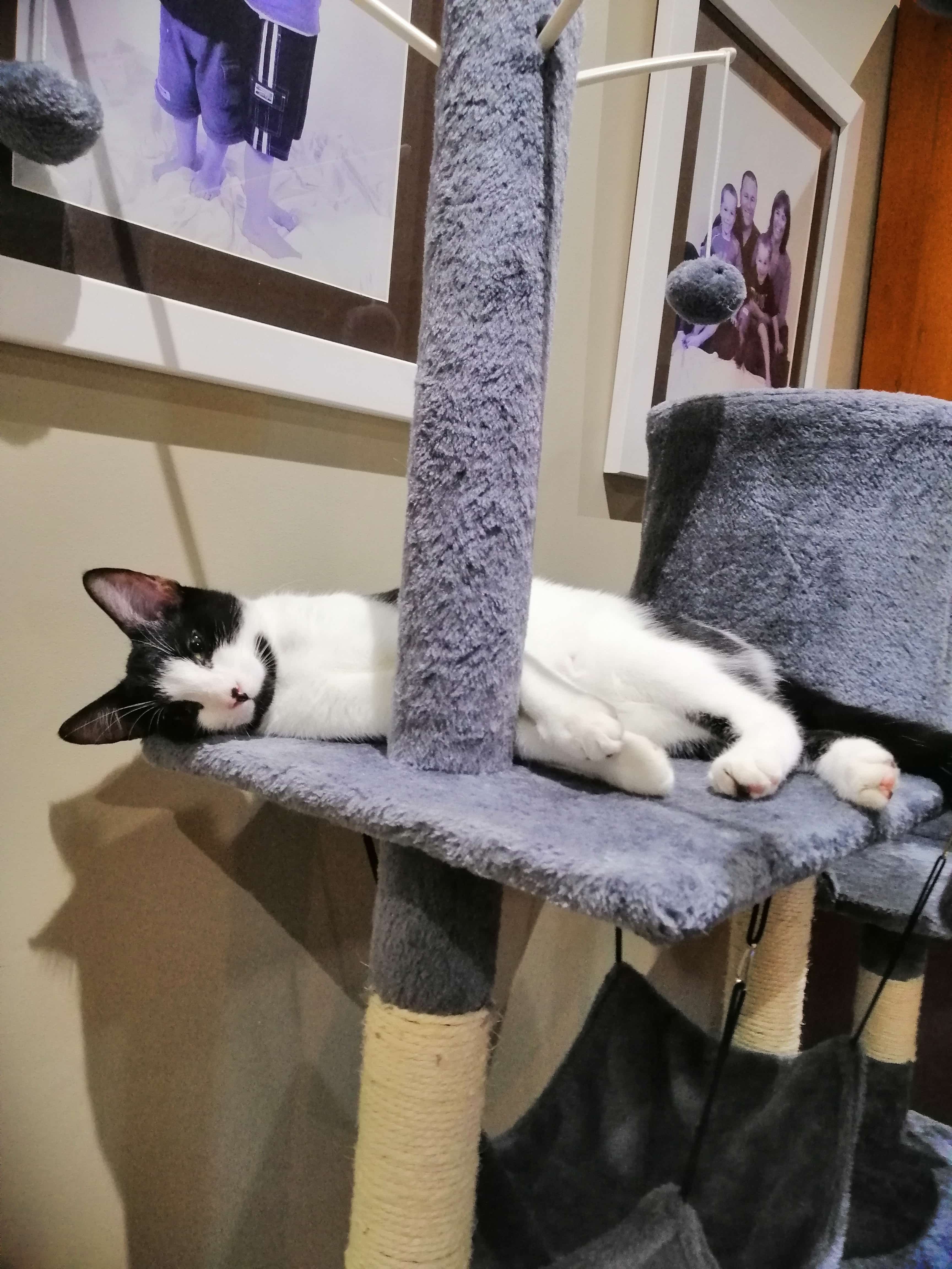 cat