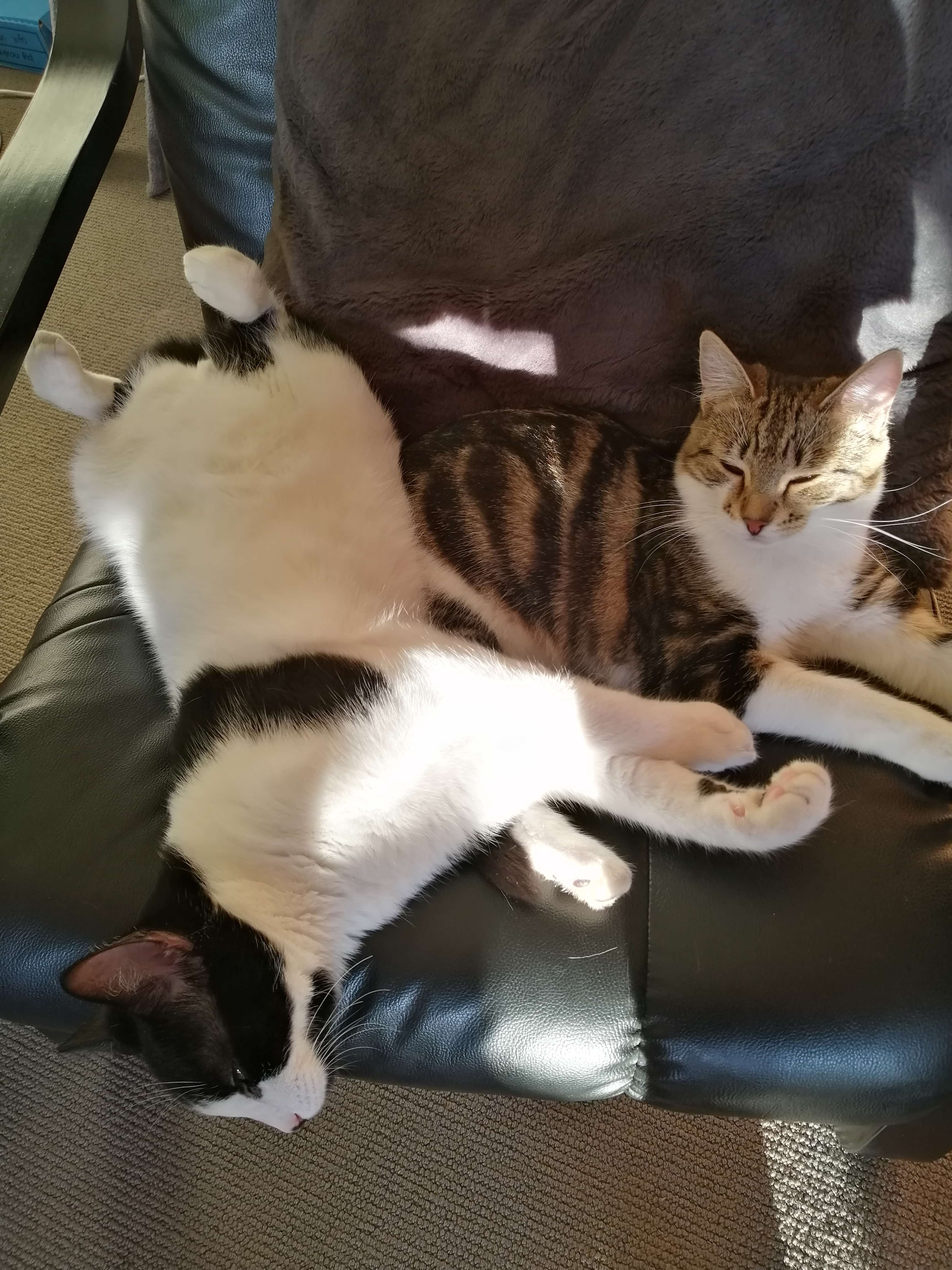 cat
