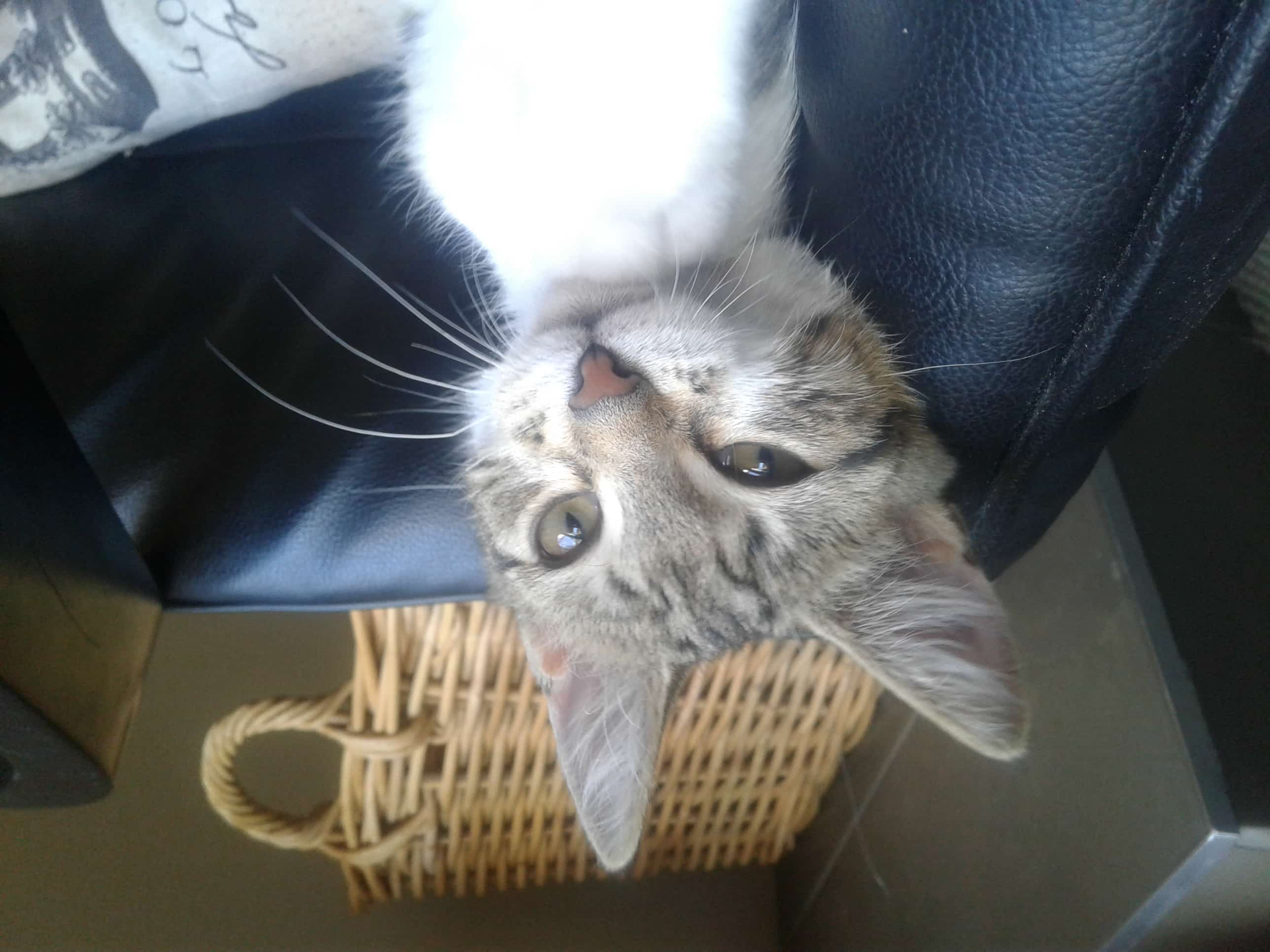cat