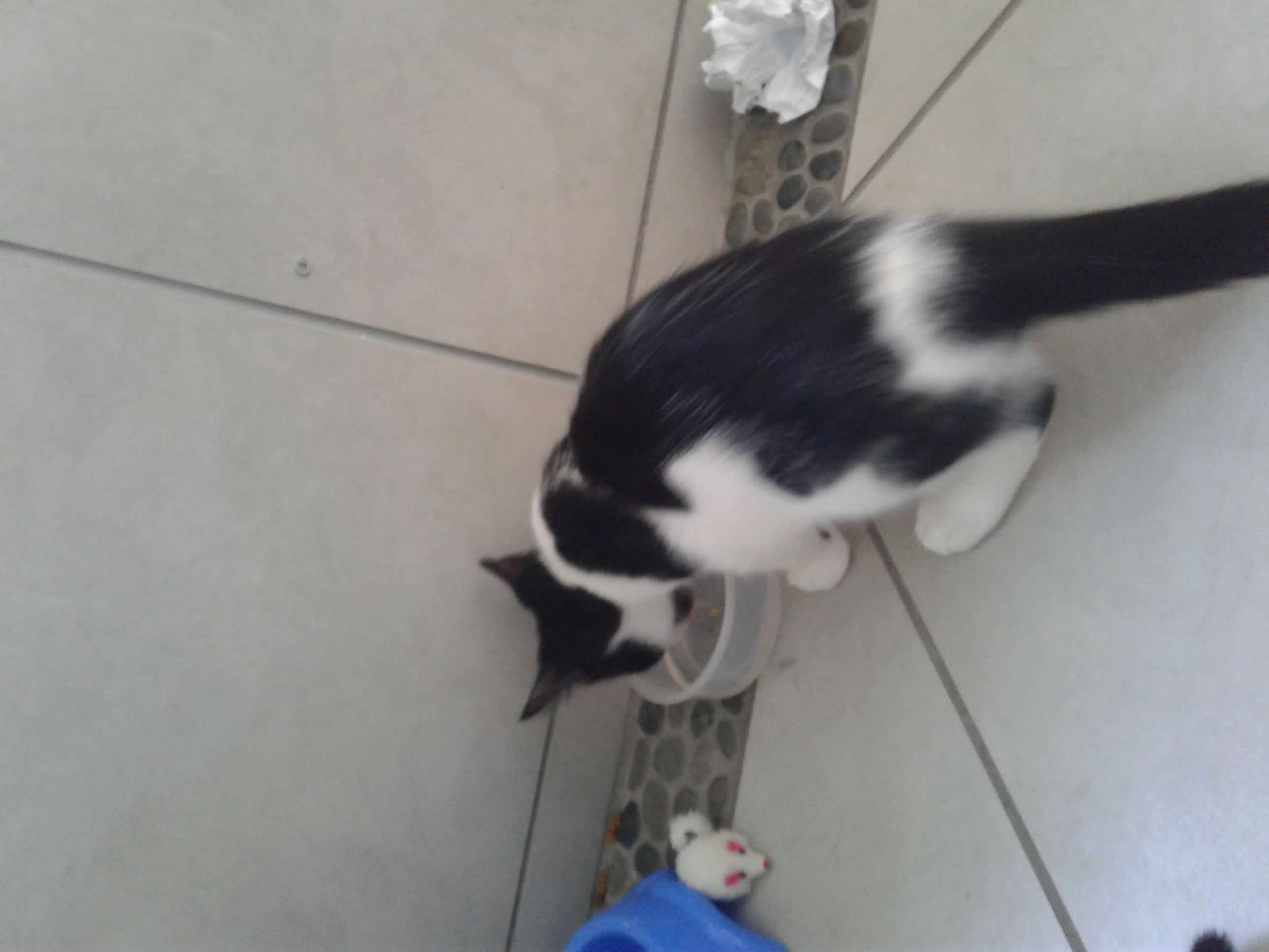 cat