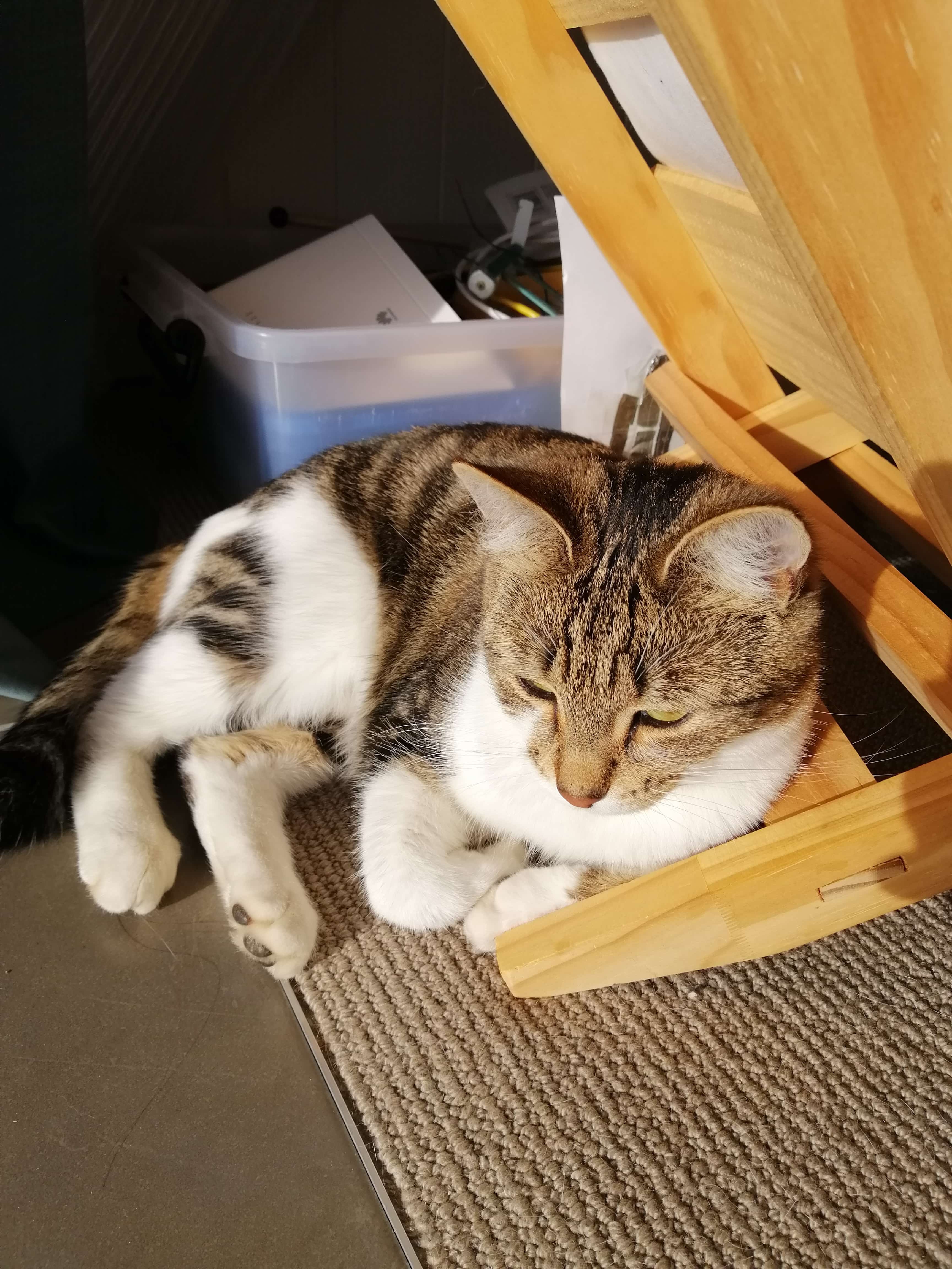 cat