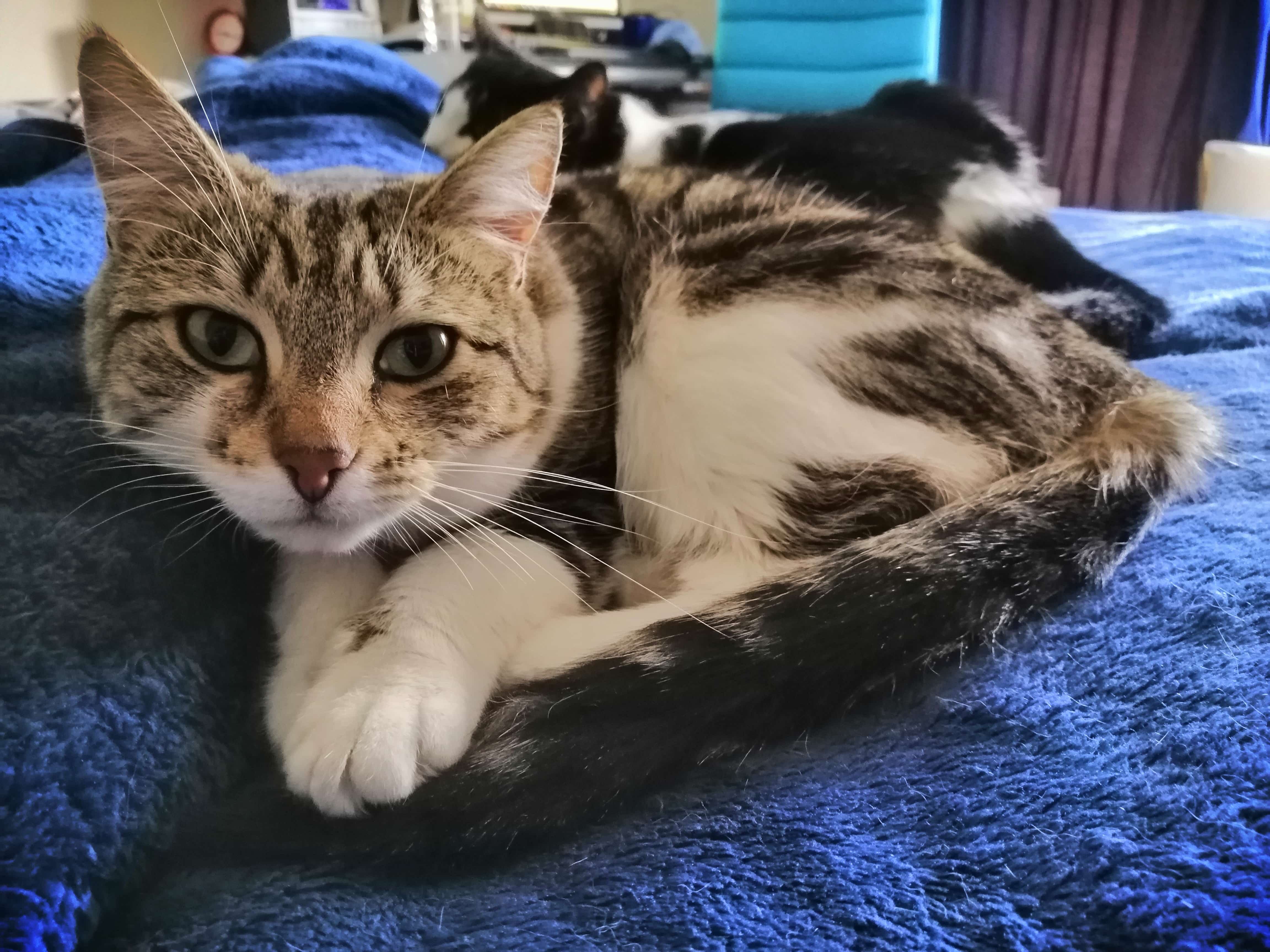 cat