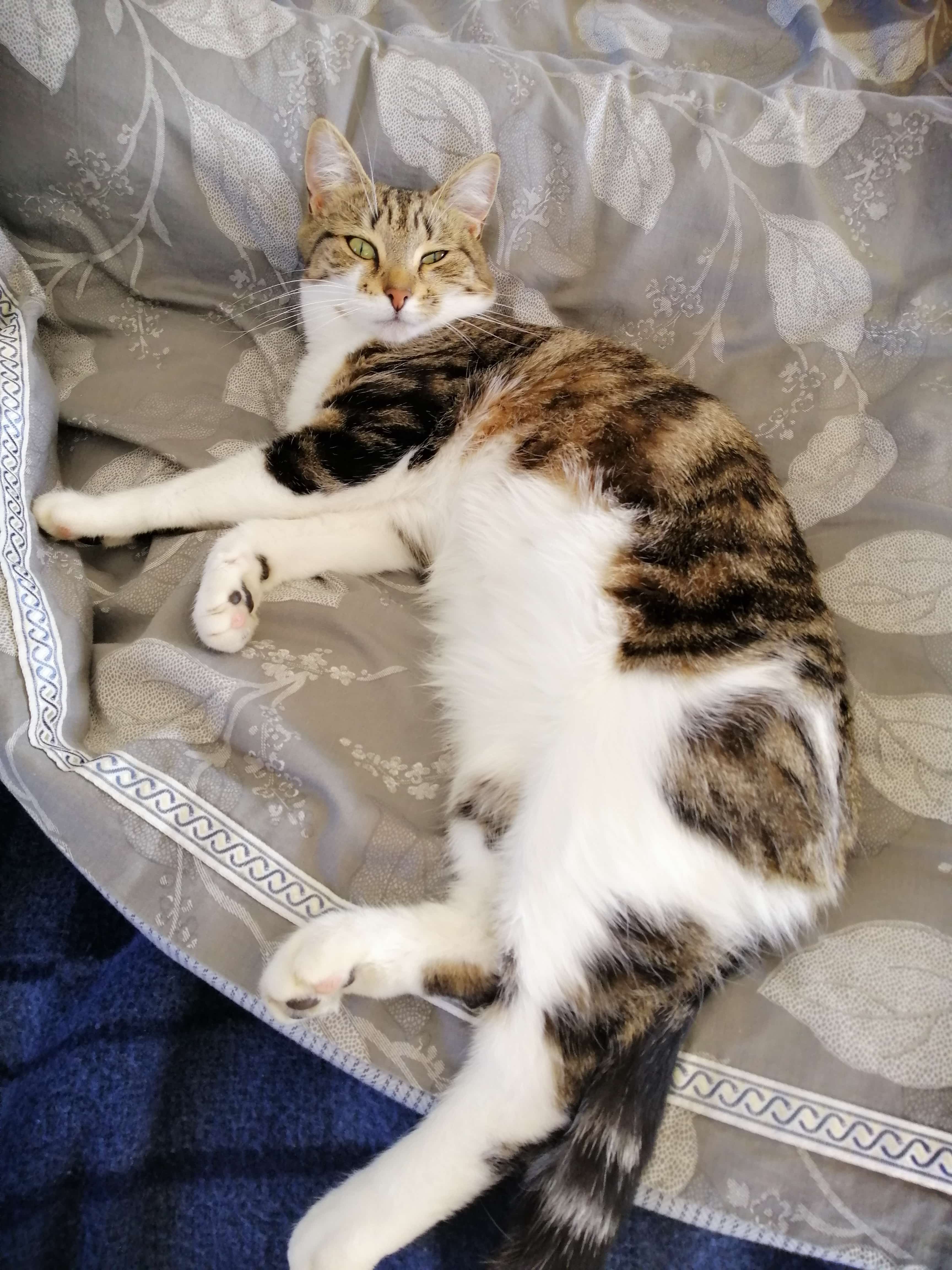 cat